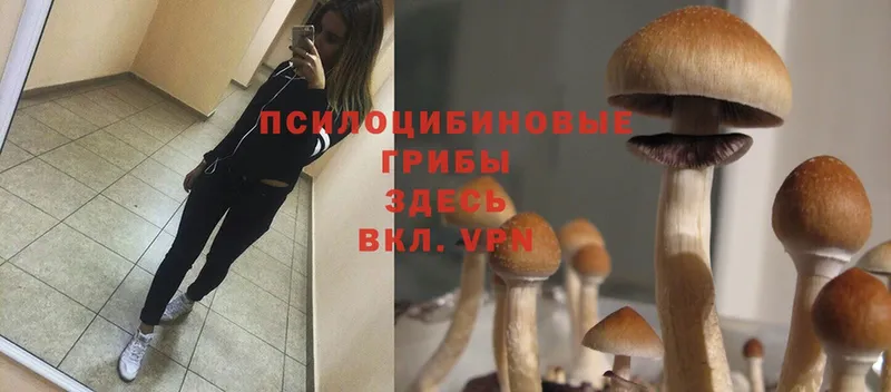 Псилоцибиновые грибы Psilocybine cubensis  закладка  Аксай 